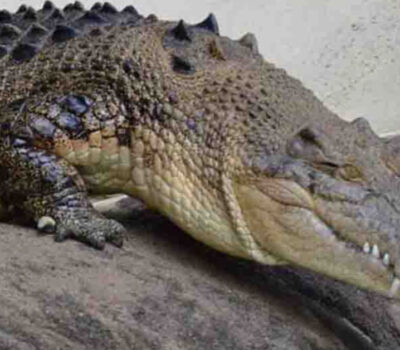 crocodile attacks american tourists in puerto vallarta