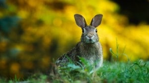 Rabbit Fever Outbreak in US, Check Symptoms, Causes, Prevention and Treatment