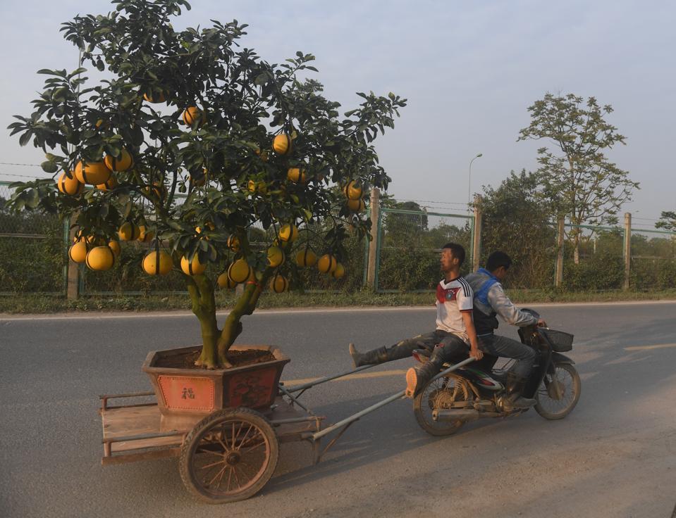 In this picture taken on January 12, 2018, men on a motorcycle pull a cart transporting a grapefruit... [+] tree on the outskirts of Hanoi. Grapefruit trees are used to decorate homes during the celebrations of the lunar new year or Tet in Vietnam. (HOANG DINH NAM/AFP/Getty Images)