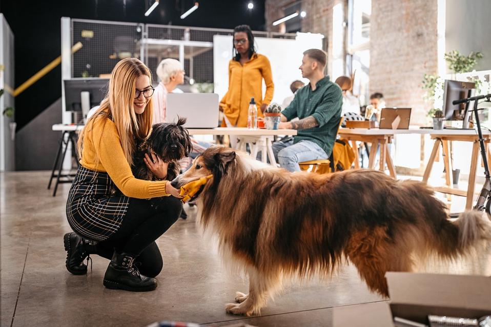 Woman stroking dogs while colleagues are working at office
