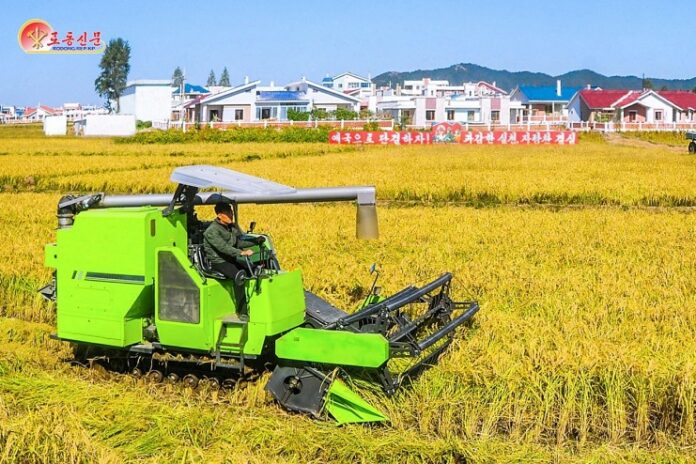 Farmer in North Korea harvesting rice with machinery A farmer in North Korea using machinery to harvest rice.