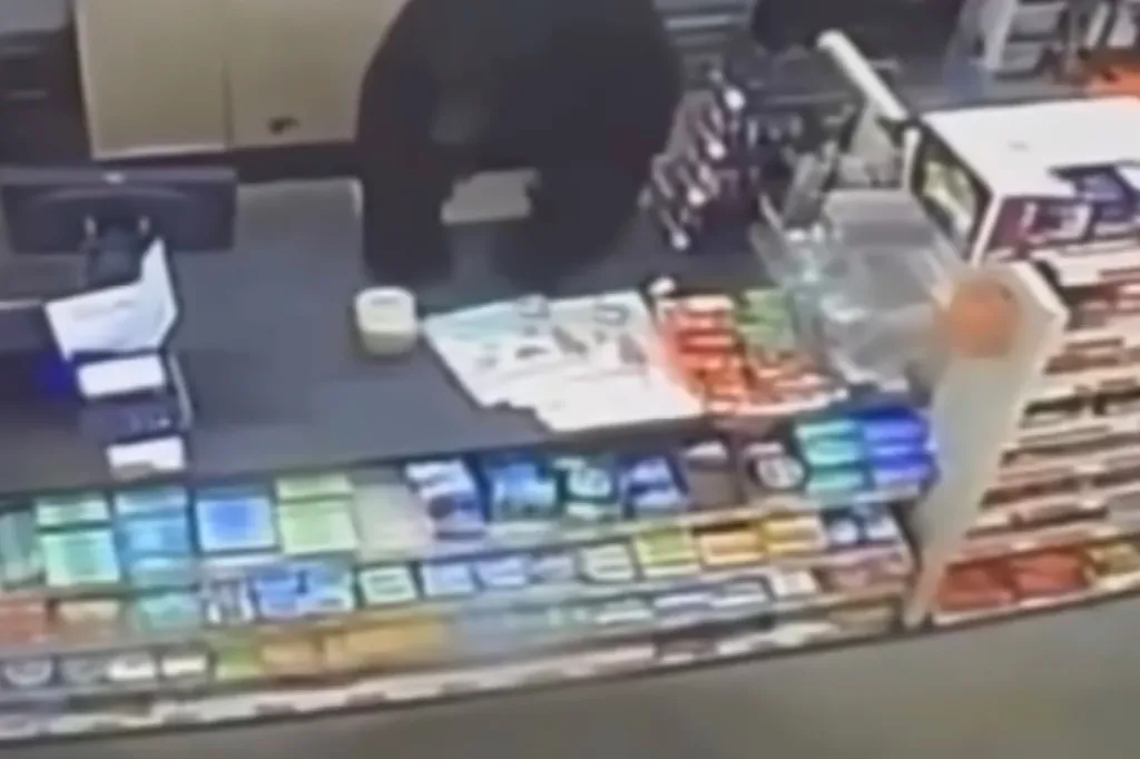 A black bear on a checkout counter in a store.