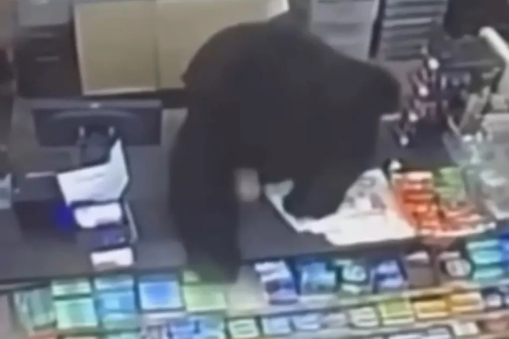 A black bear on a checkout counter.