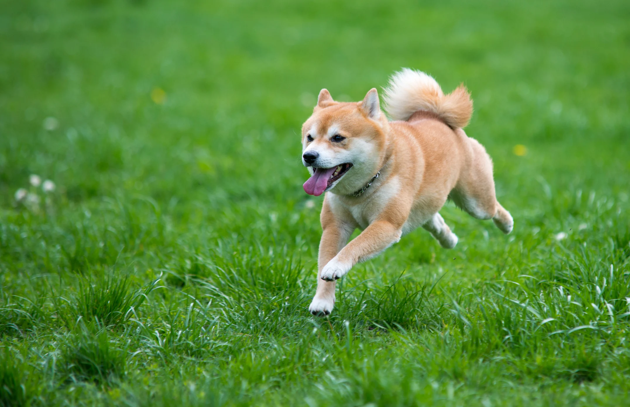 Shiba Inu dog running in grassy field.
