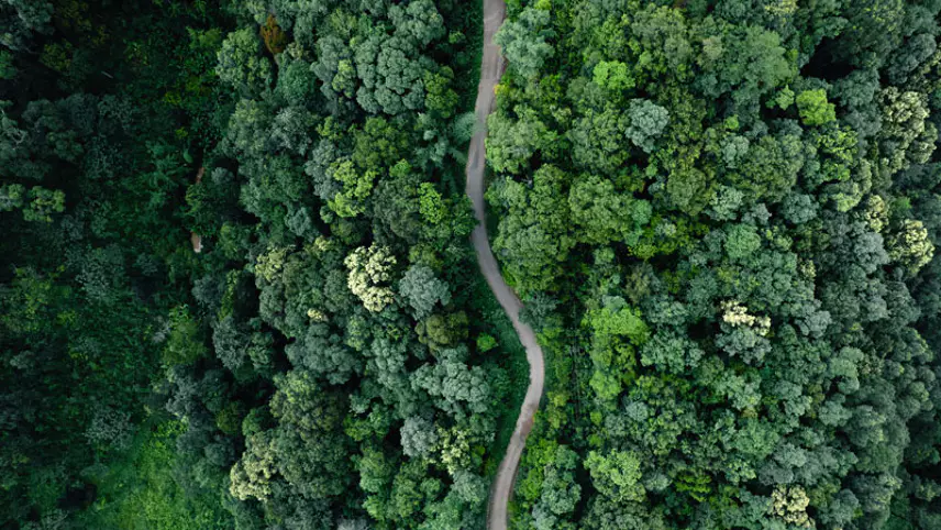 UK announces £400m loan investment in Tropical Forests Forever Facility